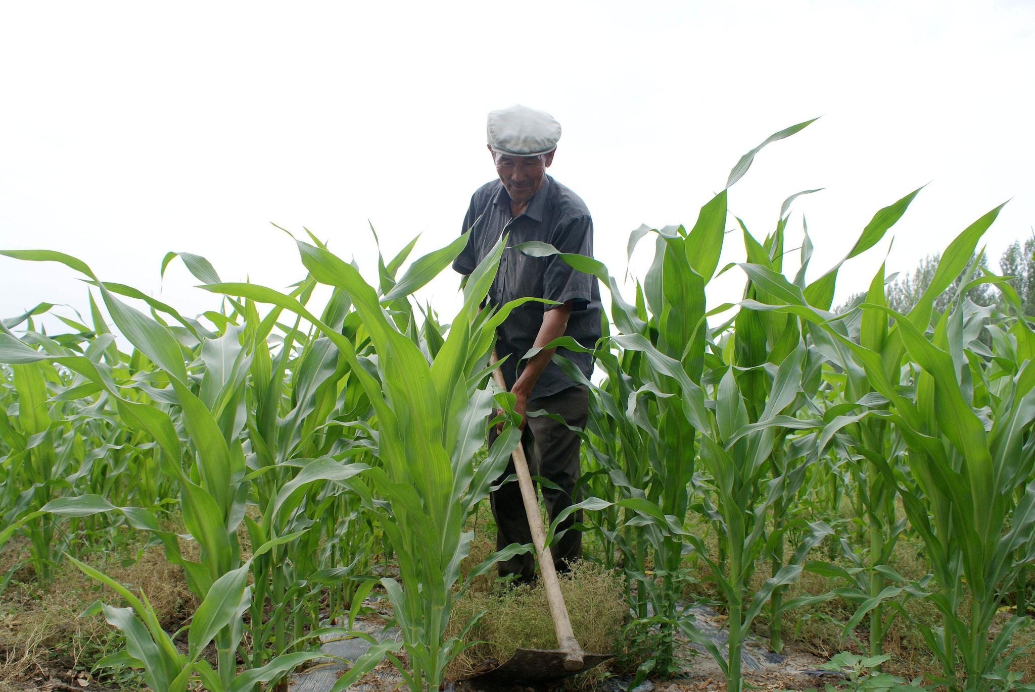 退休金|养老|农民_新浪网