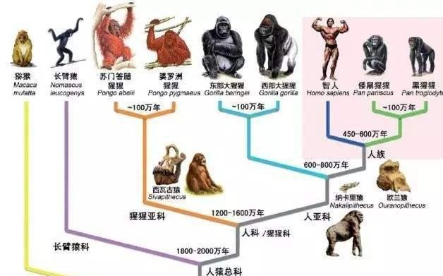 你相信进化论吗?相信人类是有猿类进化来的吗?