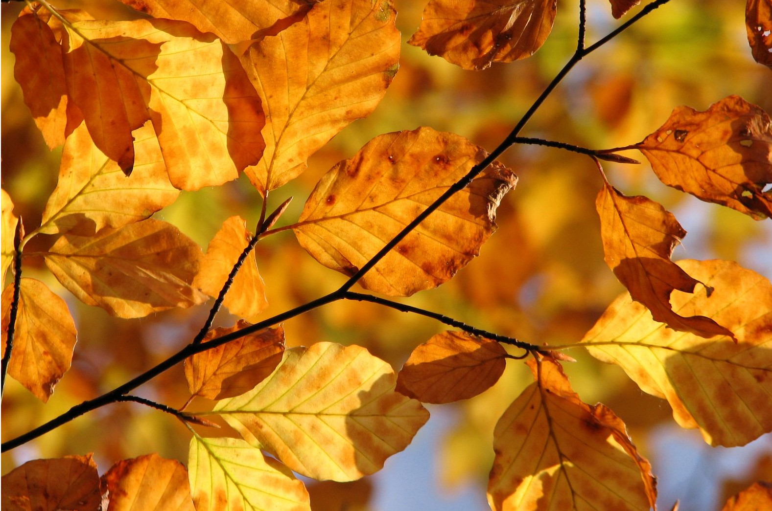 秋天拍摄秋叶的具象表现|秋叶|拍摄|落叶_新浪新闻