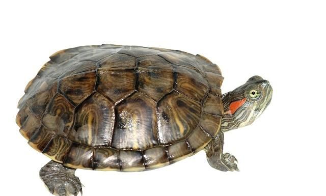 巴西红耳龟的头部宽大,略像大头乌龟.