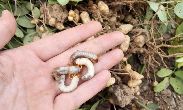 花生连带刨出来的还有这种肉呼呼的白色虫子,老人说,我们这里方言叫它