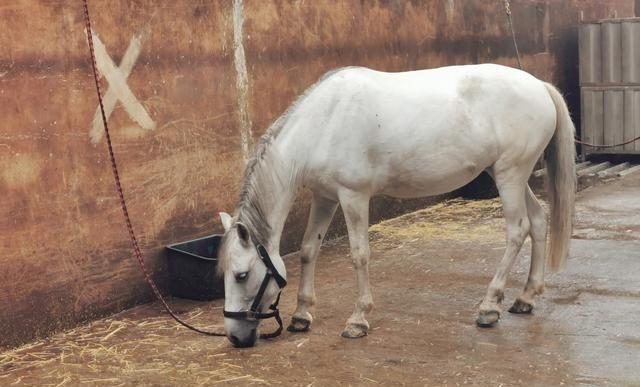 浴火重生始祖马春节前大变样一路向前