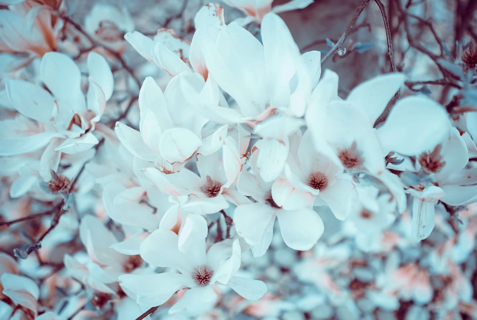 木兰花的拍摄方法与技巧