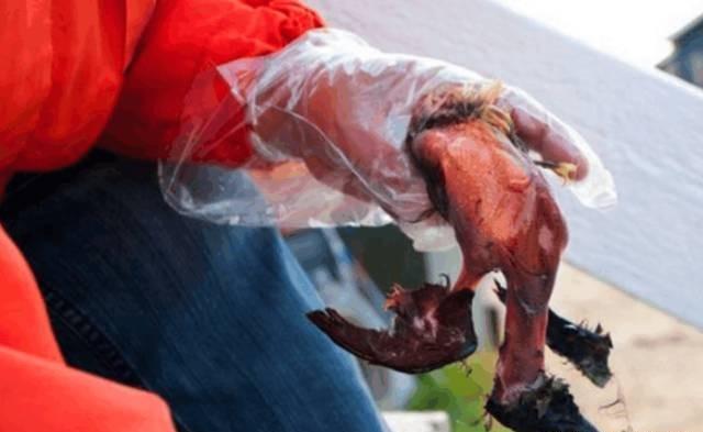 腌海雀,放在海豹身体里发酵而成的爱斯基摩人黑暗料理