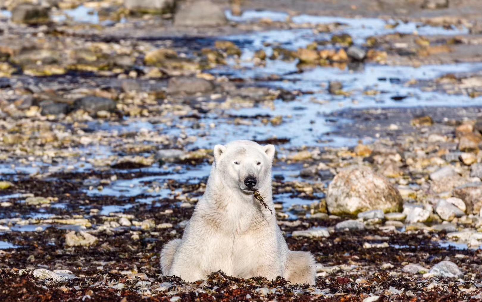 生存怎么建生态