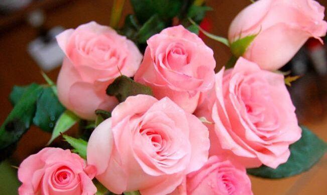 喜欢牡丹不如养精品玫瑰戴安娜梦幻可爱寓意唯美爱情