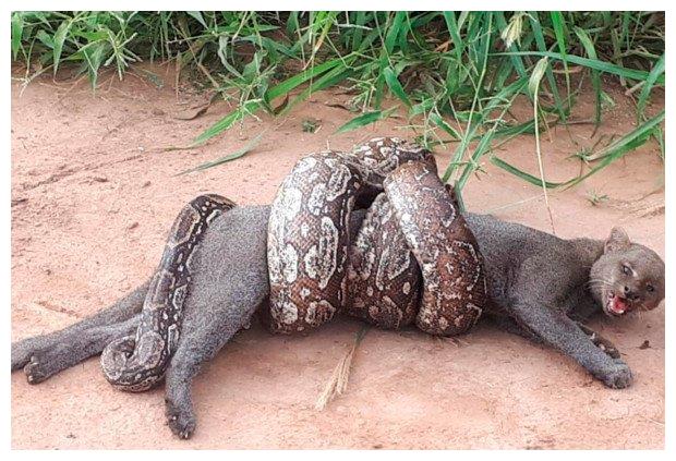 生死之战:巨大蟒蛇死死缠住美洲山猫,路人的操作让结局亮了