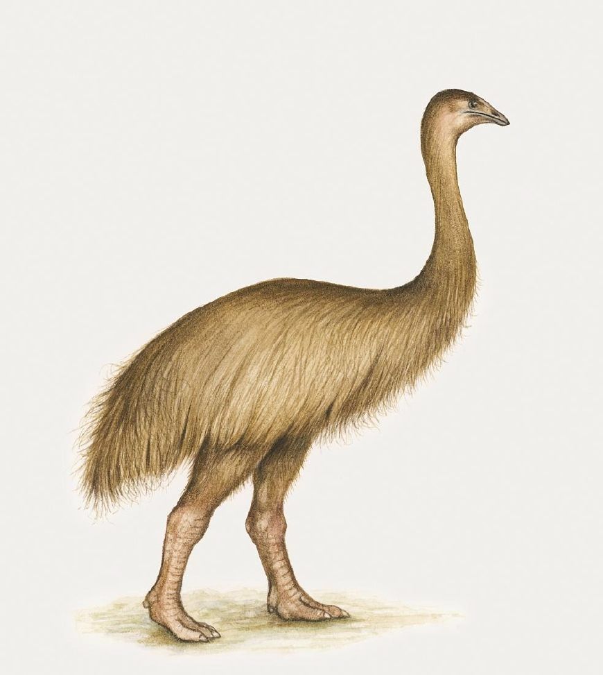 巨兽,如果他们一直存在就没人类什么事了|泰坦蟒|灭绝|恐鸟_新浪新闻