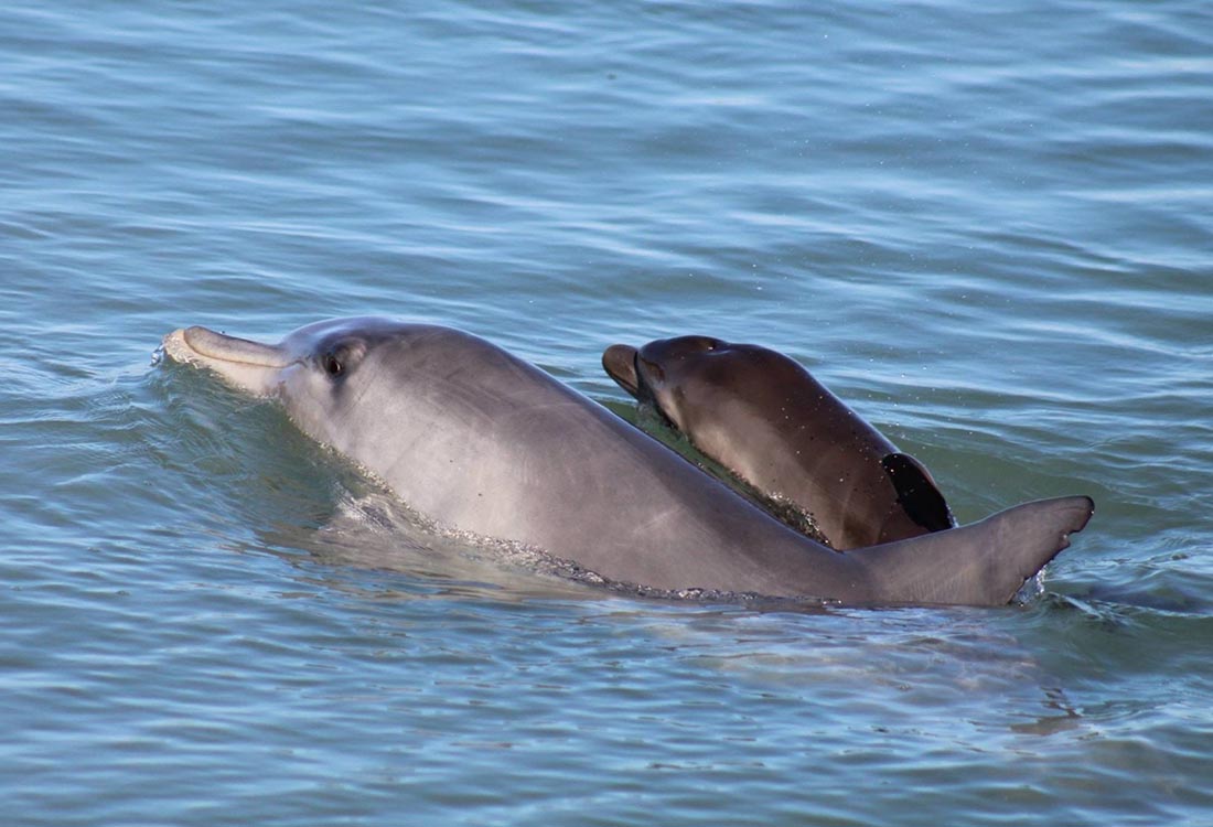 小海豚不幸死亡妈妈伴尸不愿离去,人类是这场悲剧的凶手