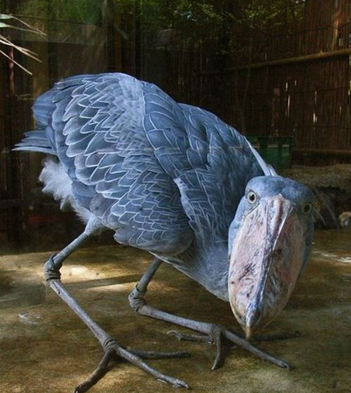 动物界最傻的鸟生来就是装傻卖萌由于太傻成世界保护动物