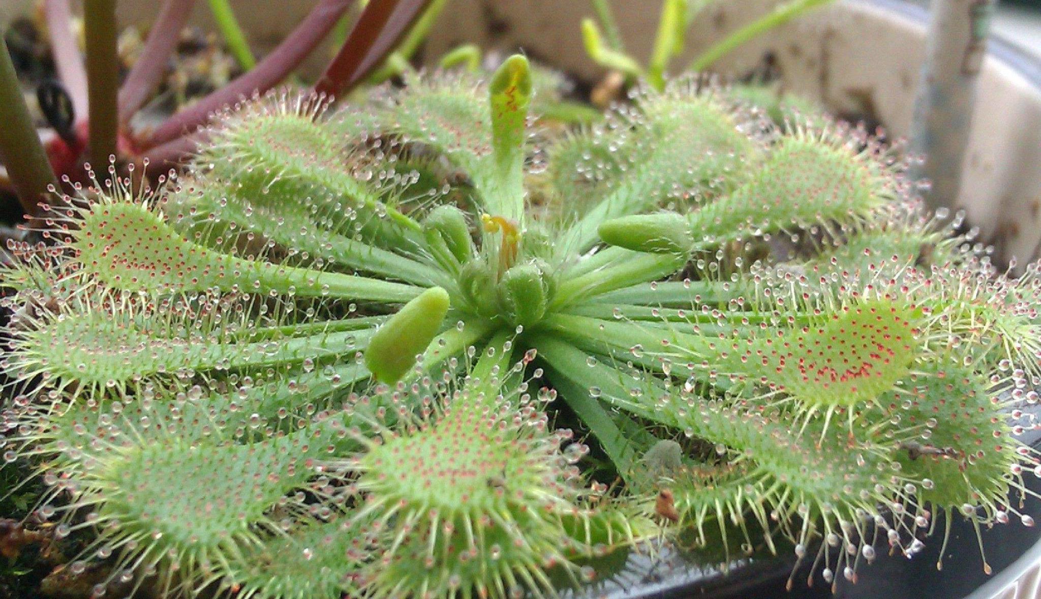 驱蚊|驱蚊草|植物_新浪新闻