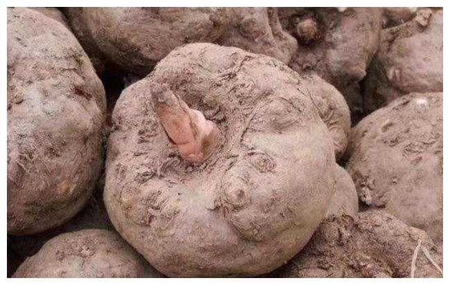 魔芋怎么種植產量高？