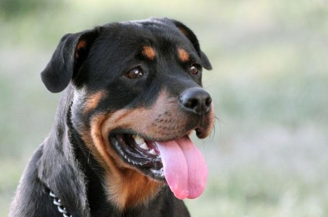 世界上最古老的犬种被当地人视为圣犬成为军警界佼佼者