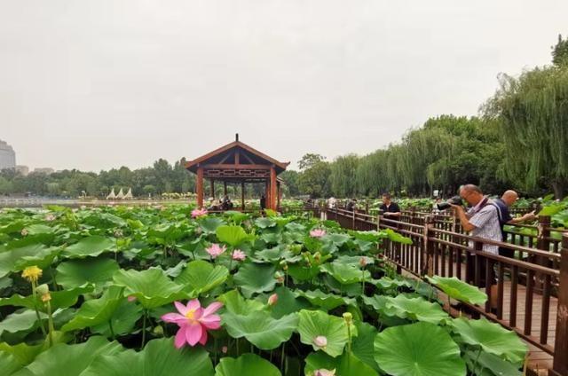 石家庄世纪公园荷塘迎来最美时光!这么凉爽,快去坐坐