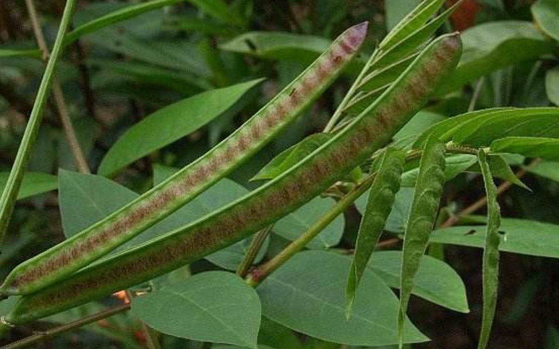 这种野草蛇见了绕路走而如今却是一种极高的药用植物