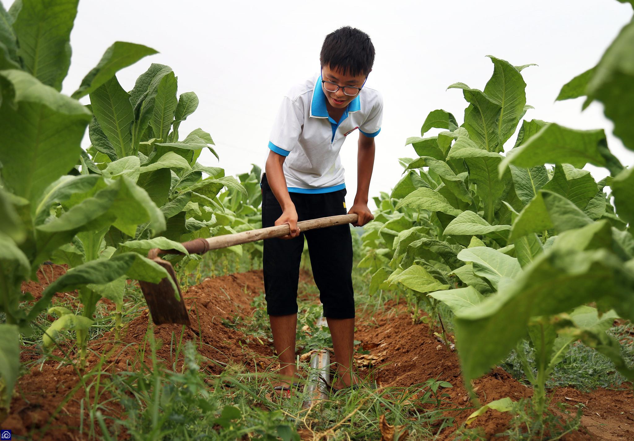 姐姐考上名校15岁弟弟扛着锄头就去打工,誓挣2千元给姐姐当贺礼
