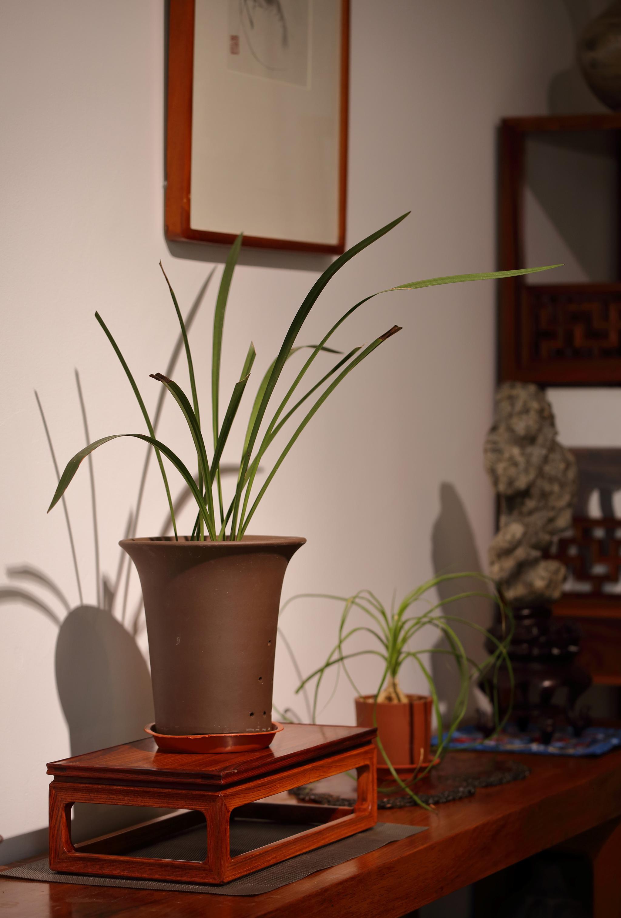 屈原兰草名句『屈原对兰花的赞美』