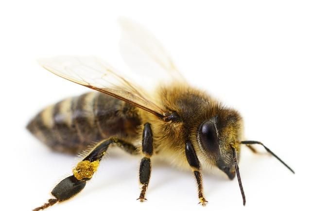 蜜蜂是由什么组成 蜜蜂有什么特征