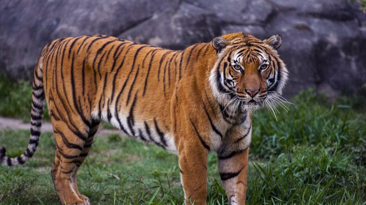 新疆古时是有老虎的,剩最后10只时,8只被猎杀2只正常死亡|新疆|里海虎