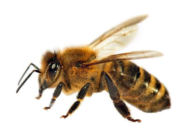 蜜蜂你了解多少?|蜜蜂|膜翅目|昆虫_新浪新闻