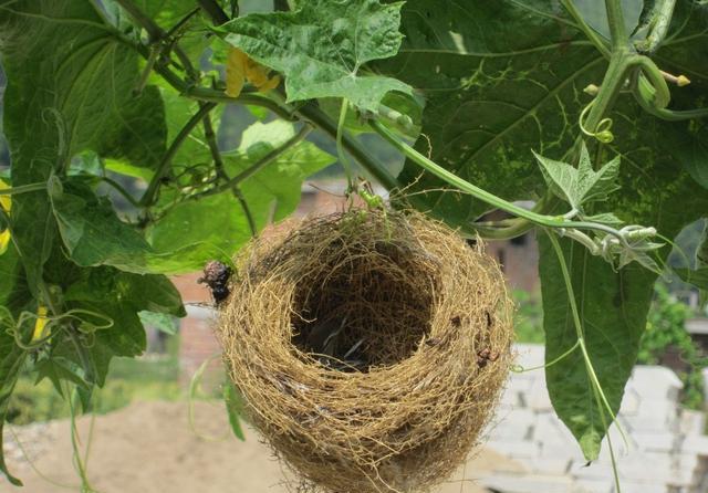 安徽耗时5年用2亿打造地标建筑却被吐槽为中国最大的鸟窝