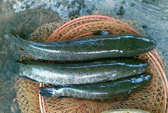 中国7类好吃的鱼,你若是全吃过,请允许我叫你一声"大佬"|鱼|马口鱼