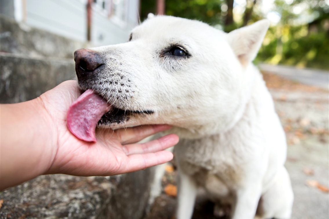 54岁爱狗女子不慎被爱犬舔到伤口,竟患上败血症,失去双手双脚|玛丽