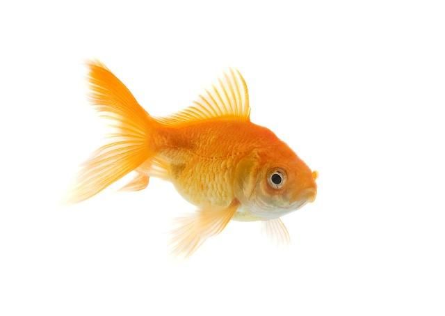 在饲养金鱼时 金鱼的外形有什么特征你们知道吗 上