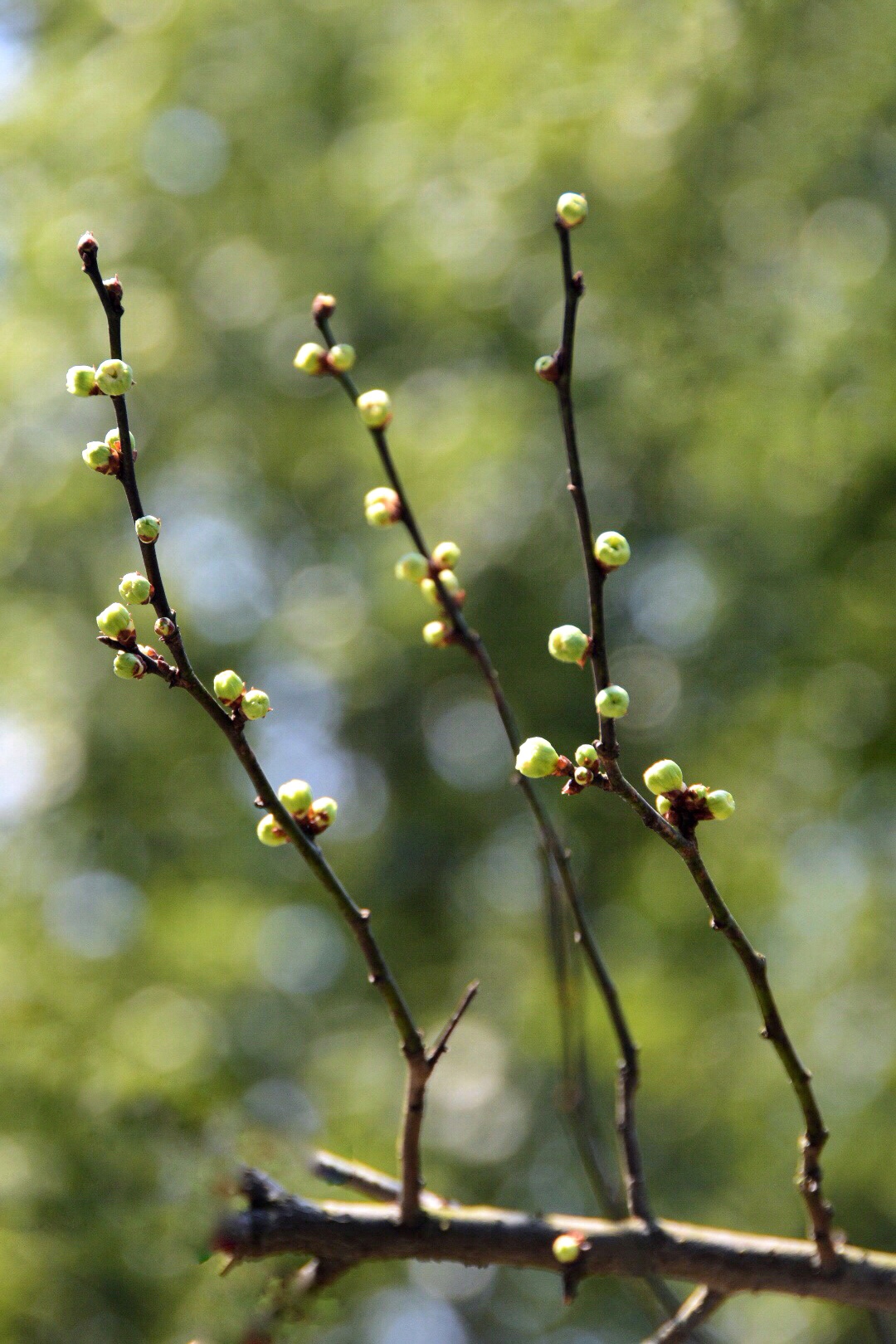 少见的绿梅是梅中佼佼者原创