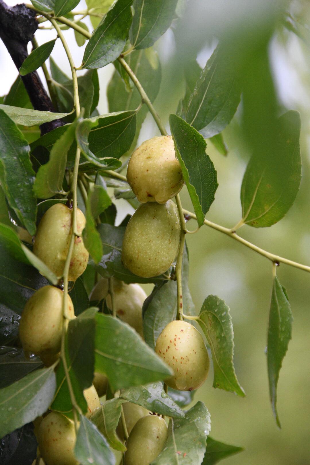 第一次见长在树上,有"天然维生素丸"美誉的红枣20图|红枣|美誉|植物