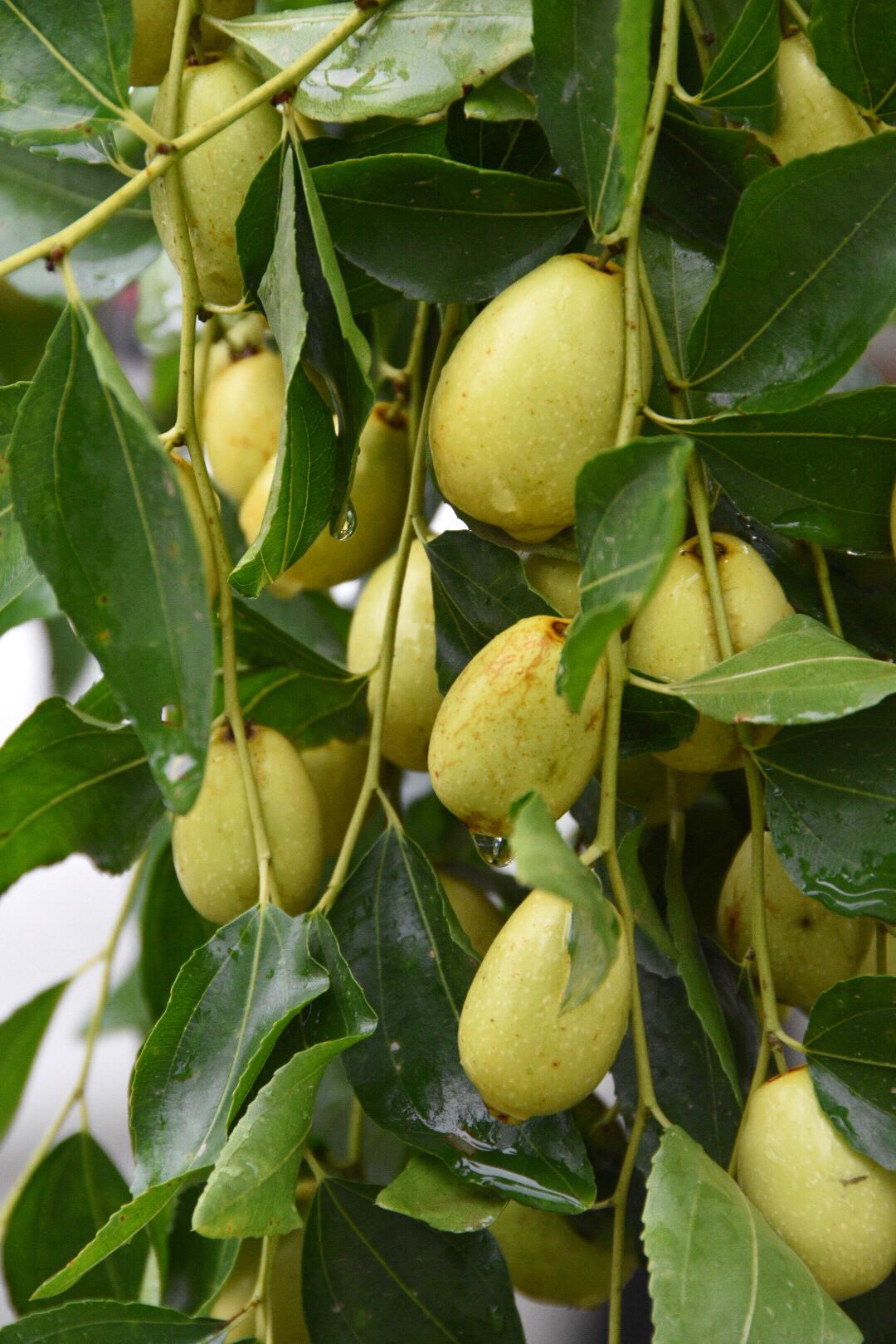 第一次见长在树上,有"天然维生素丸"美誉的红枣20图|红枣|美誉|植物