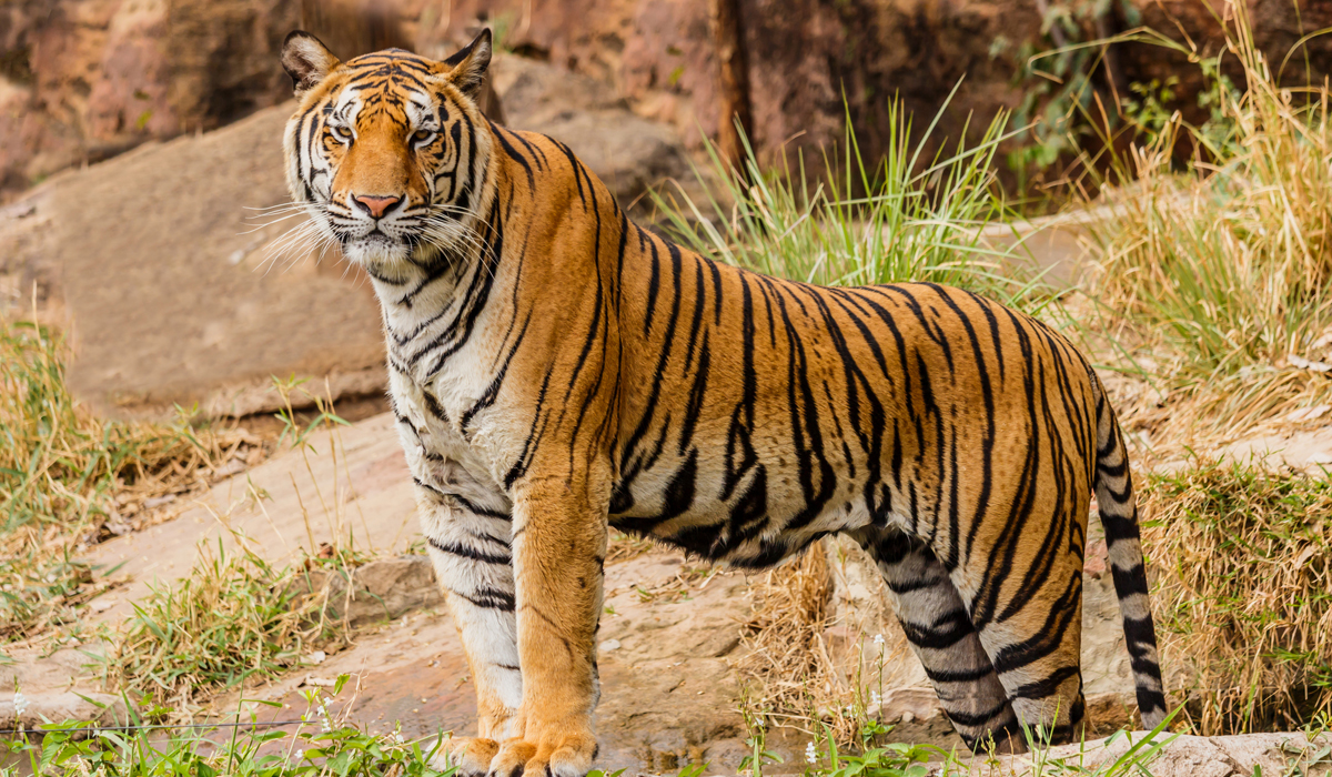 老虎的尾巴具体能起到作用截掉的话会对老虎产生哪些影响