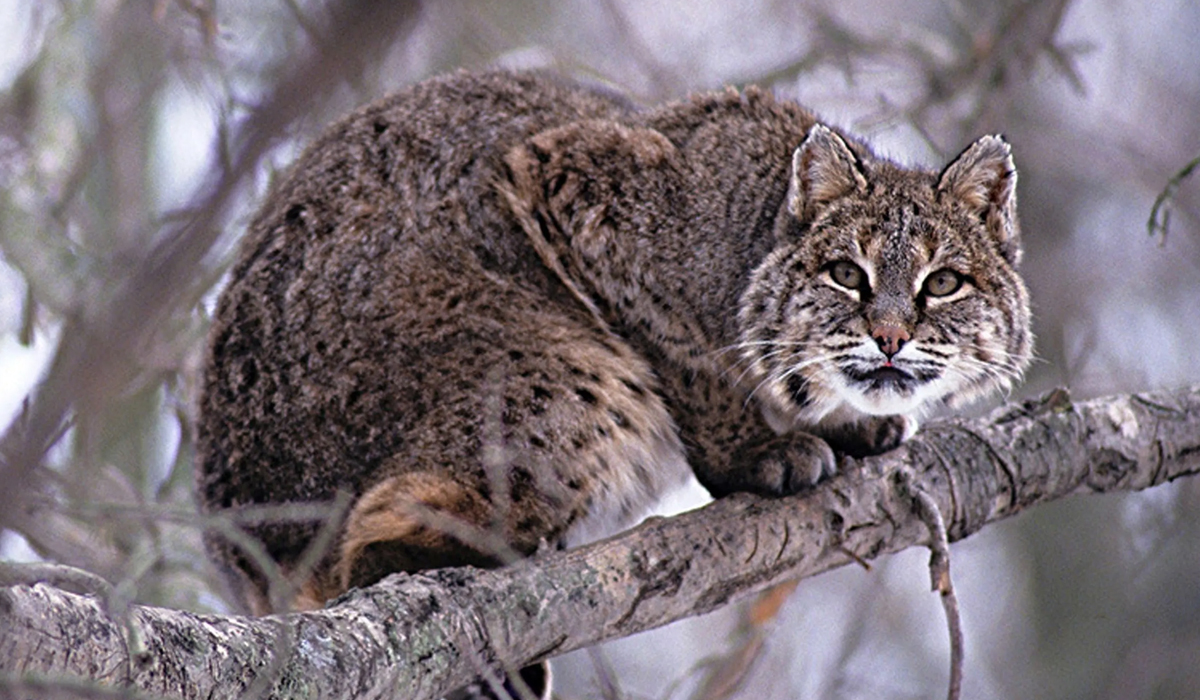 猫科里面的杂食性动物:逮谁吃谁是它的天性,凶猛程度堪比猞猁