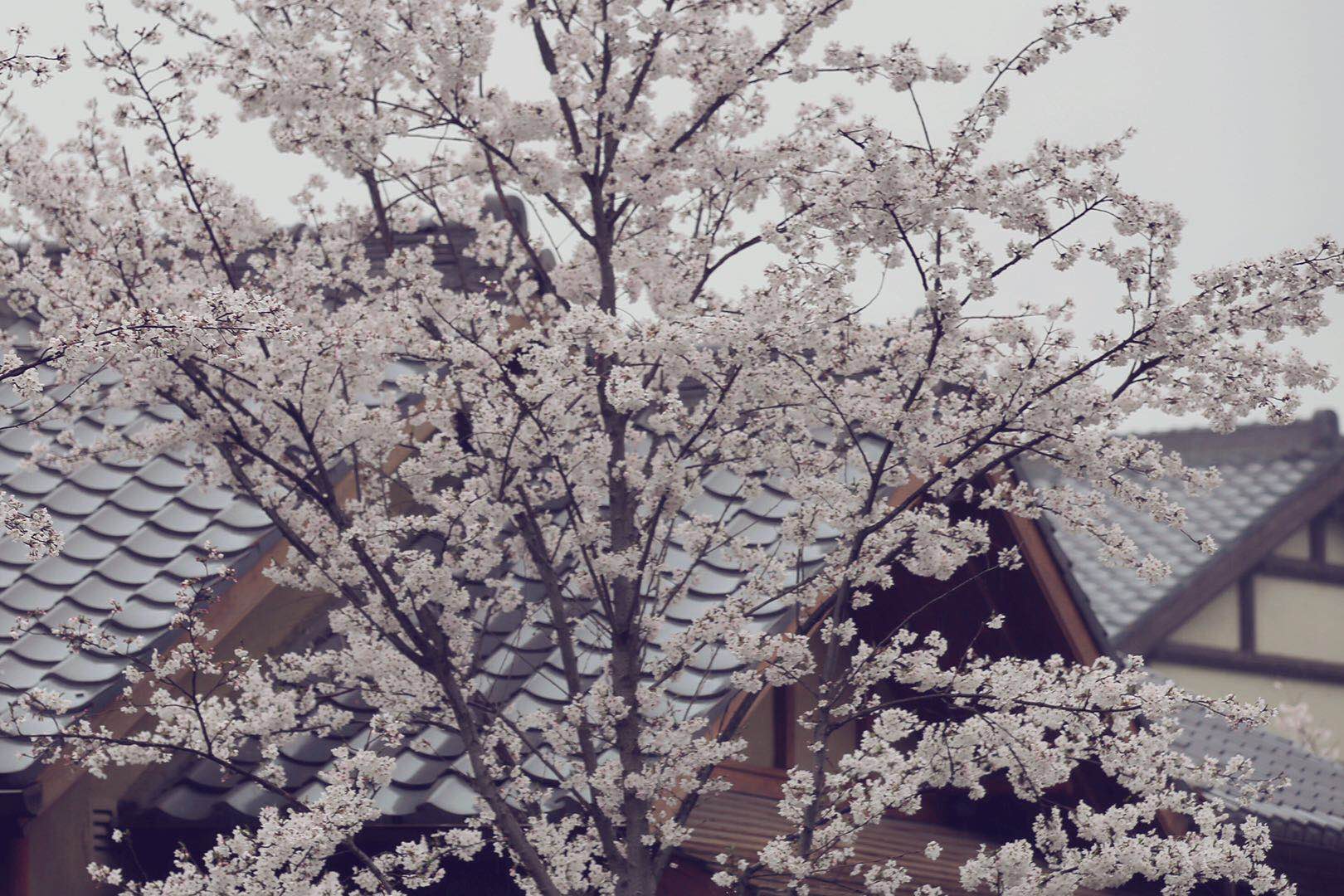 无锡是个樱花城除了鼋头渚很多路上都有拈花湾樱花也很美的