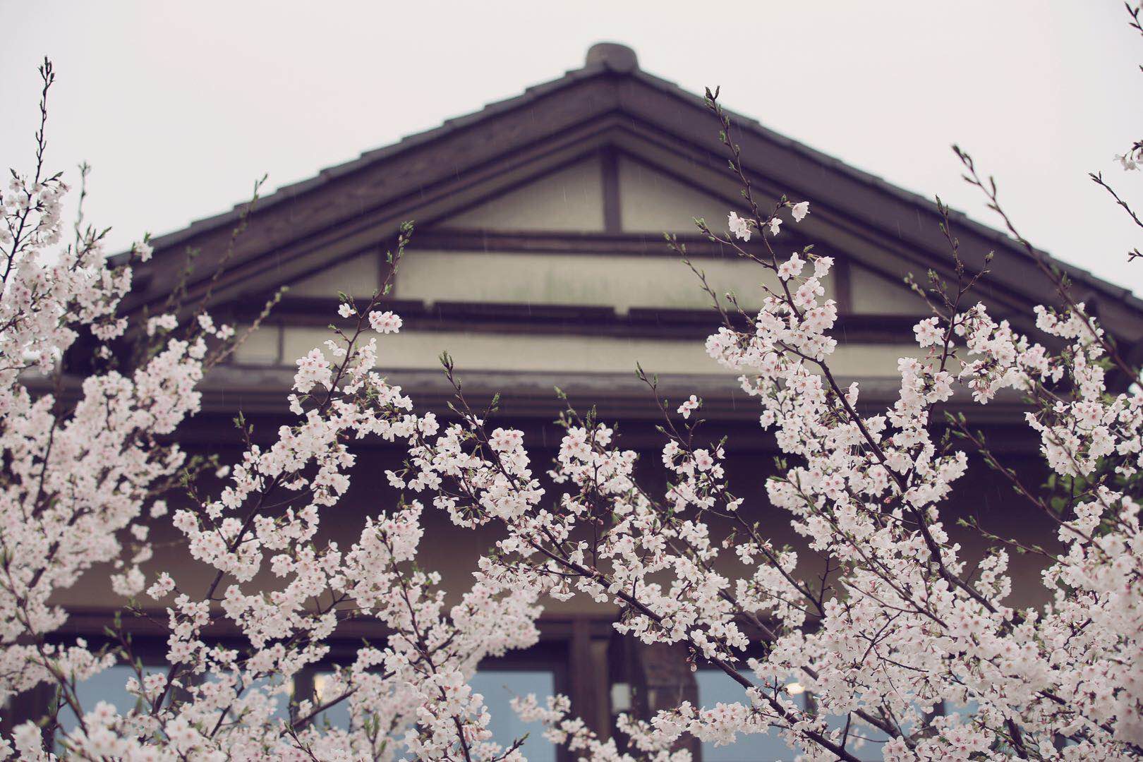 无锡是个樱花城除了鼋头渚很多路上都有拈花湾樱花也很美的