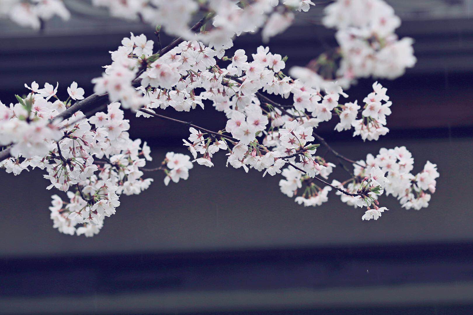 无锡是个樱花城除了鼋头渚很多路上都有拈花湾樱花也很美的