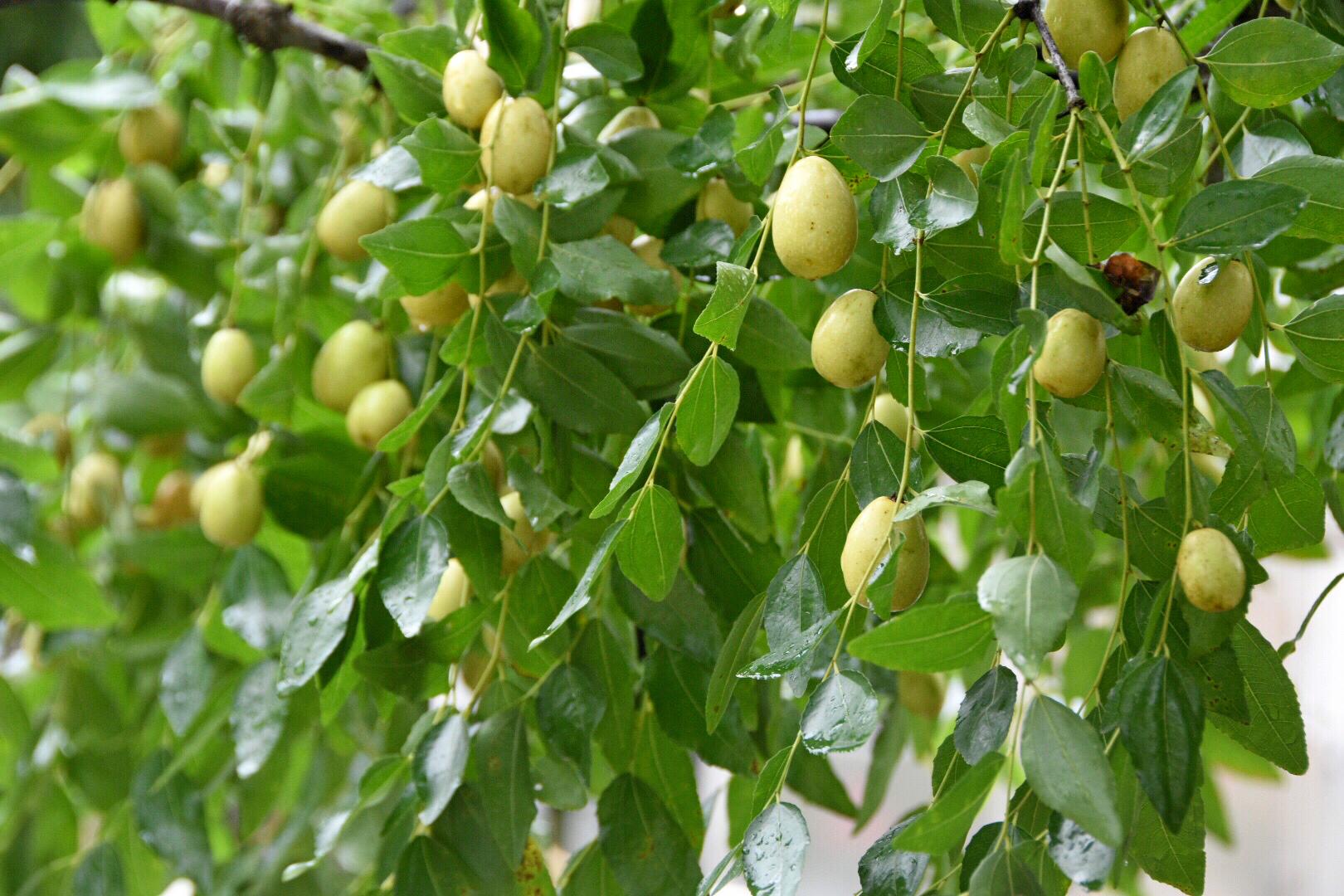 第一次见长在树上有天然维生素丸美誉的红枣20图