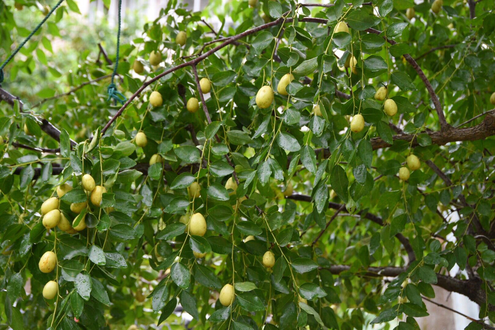 第一次见长在树上有天然维生素丸美誉的红枣20图