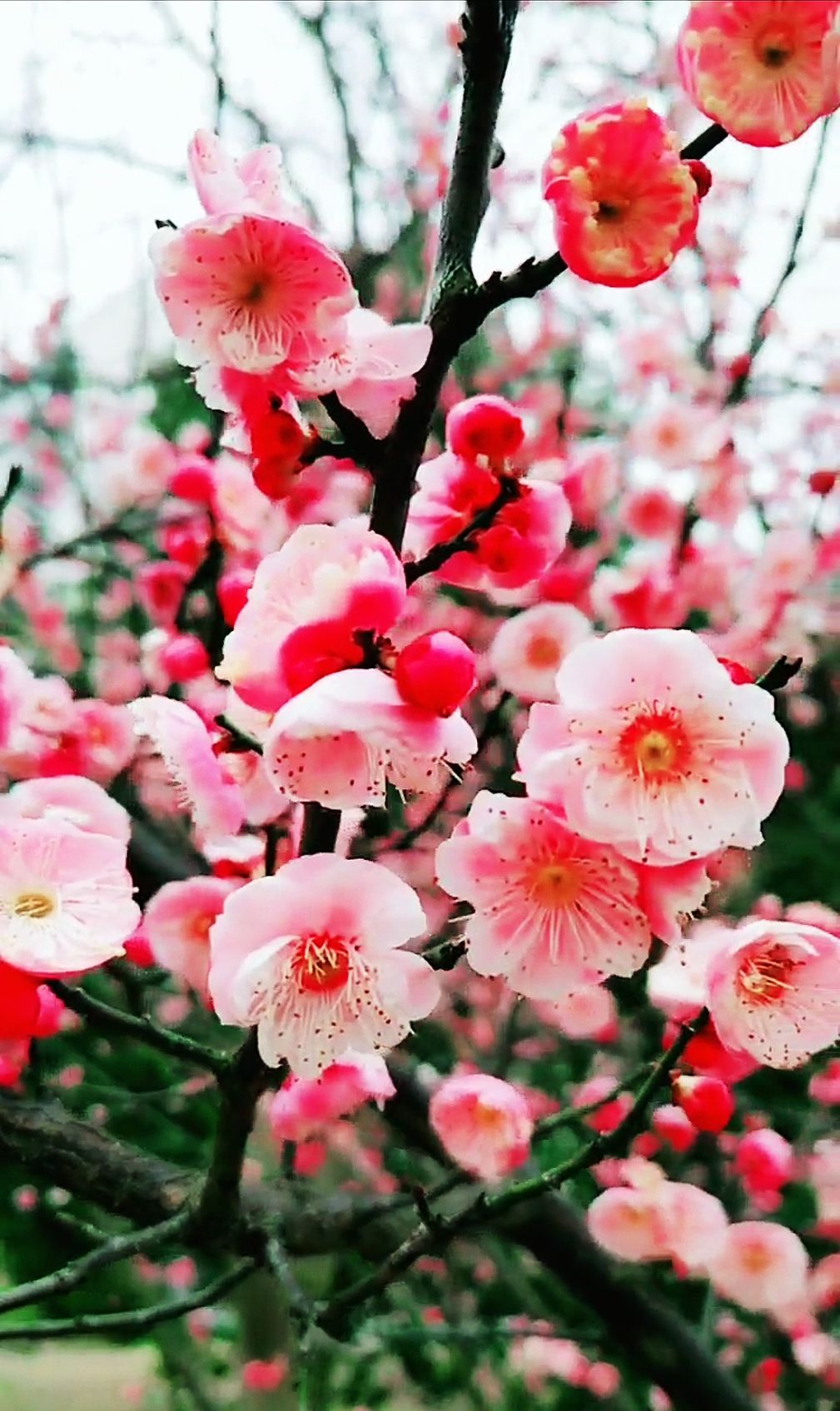 带你欣赏花的绚丽多姿