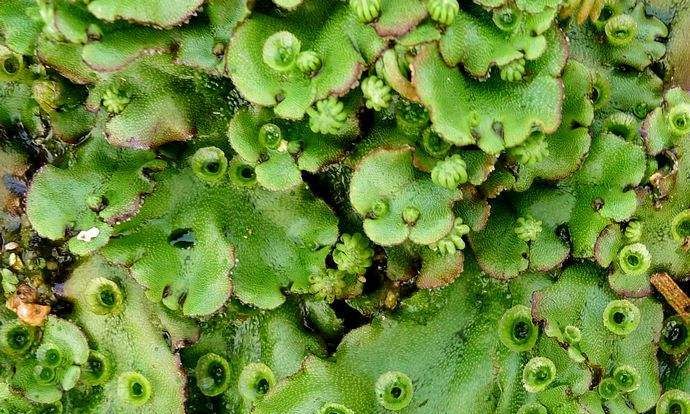 地钱和卷柏的区别,快来了解一下!|卷柏|棕黄色|分枝_新浪新闻