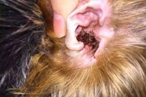 用棉签掏出来,看到像是有小虫爬或者颗粒状明显,去闻狗狗的耳朵还能