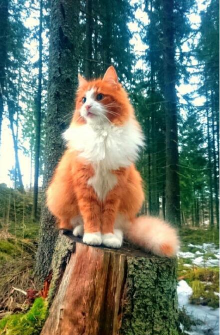 长得像狐狸的猫什么品种的狐狸猫多少钱一只