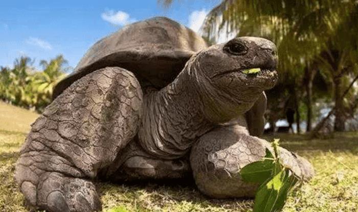 因爬行缓慢,巨龟愣是二十年没找到老伴,见面一刹那