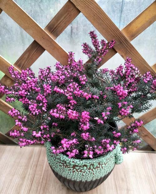 3种盆栽,零下20冻不死,冰天雪地里的"寒冰花"|盆栽|欧石楠|冬青_新浪