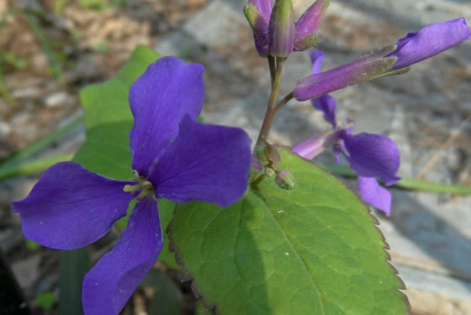 诸葛菜这种野菜很多人都没听说过,它的颜值很高,味道?