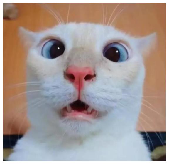 这难道是猫咪偷走的手机?自拍照的表情也太沙雕了,网友:萌死了