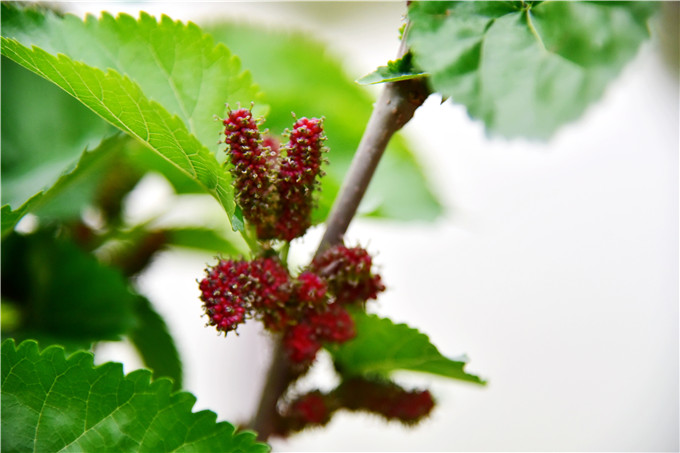 严冬过后绽春蕾,佛山渔耕粤韵文化园万株桑树发新芽开桑葚花