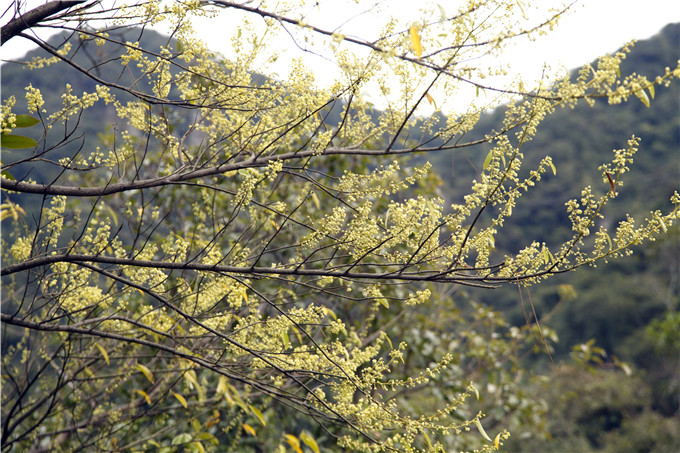 佛山南丹山的木姜花告诉我们,疫情一定会结束,很快就会春暖花开