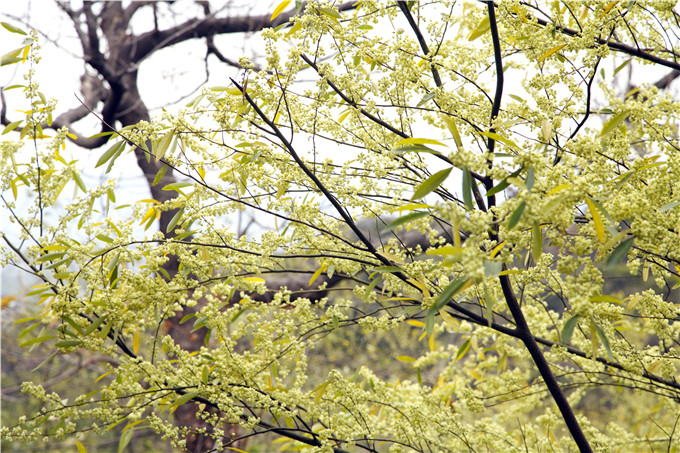 佛山南丹山的木姜花告诉我们,疫情一定会结束,很快就会春暖花开