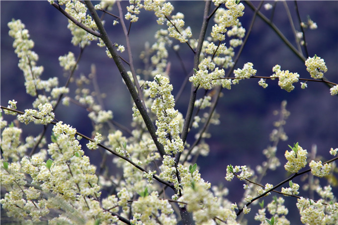 佛山南丹山的木姜花告诉我们,疫情一定会结束,很快就会春暖花开